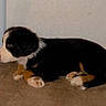 puppy, dog, tricolor, lying_down, floor, blue_bin, indoor, side_view, young_dog, chat_interface, screenshot, pet, animal, cute, waiting, digital_screen, brown, black, white, domestic