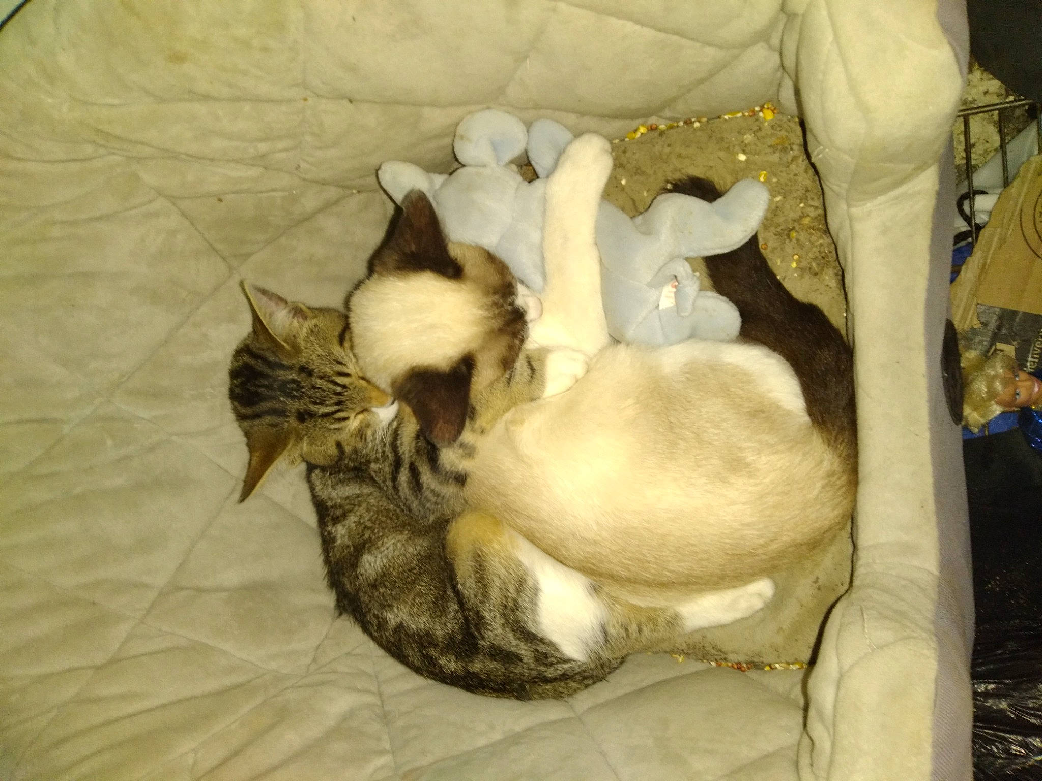 Pearl is registered to the contest to win money with this photo: canidae, carnivore, cat, cat_bed, cat_supply, claw, comfort, dog_breed, domestic_short_haired_cat, fawn, felidae, fur, linens, nap, paw, sleep, small_to_medium_sized_cats, snout, tail, whiskers