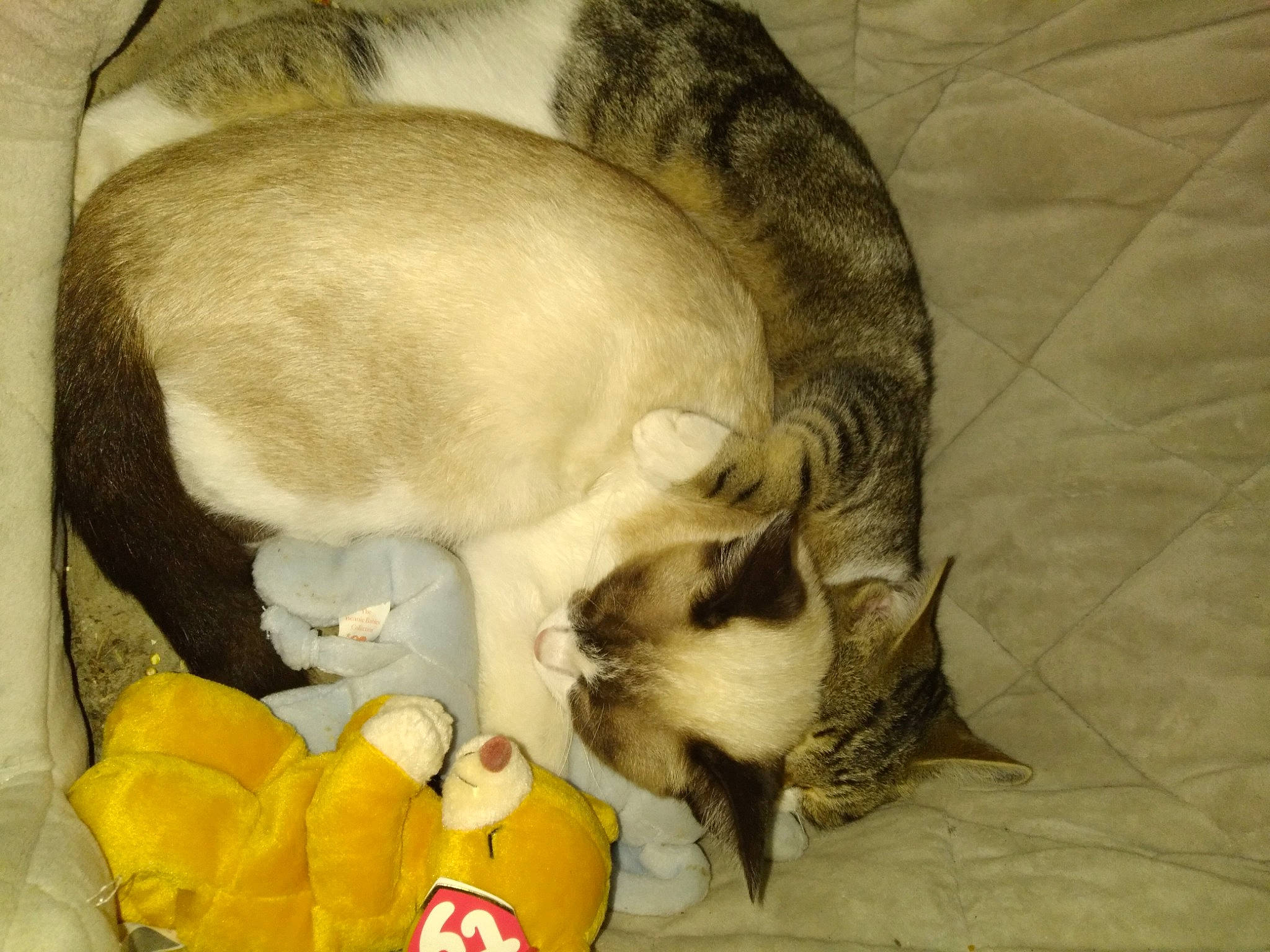 Pearl is registered to the contest to win money with this photo: balinese, carnivore, cat, cat_supply, comfort, companion_dog, dog_breed, domestic_short_haired_cat, fawn, felidae, fur, mammal, paw, pet_supply, siamese, small_to_medium_sized_cats, tail, thai, vertebrate, whiskers