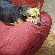 Babygirl is registered to the contest to win money with this photo: dog, pet, resting, quilted_blanket, red_blanket, chair, indoor, wooden_floor, basket, stuffed_toys, black_and_brown, animal, relaxing, cozy, home, furniture, cute, companion, domestic, calm