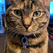 Maiya is registered to the contest to win money with this photo: cat, tabby_cat, pet, indoor, collar, name_tag, green_eyes, fur, portrait, close_up, animal, whiskers, domestic_cat, feline, sitting, home, living_room, decor, framed_picture, curious