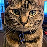cat, tabby_cat, pet, indoor, collar, name_tag, green_eyes, fur, portrait, close_up, animal, whiskers, domestic_cat, feline, sitting, home, living_room, decor, framed_picture, curious