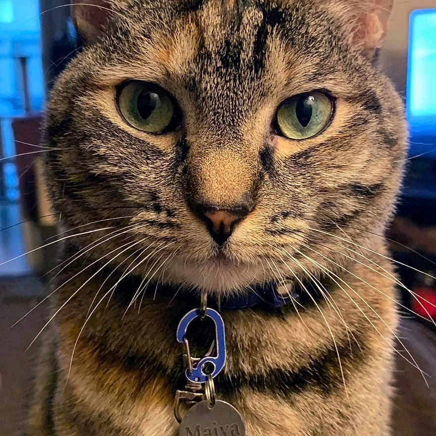Maiya is registered to the contest to win money with this photo: cat, tabby_cat, pet, indoor, collar, name_tag, green_eyes, fur, portrait, close_up, animal, whiskers, domestic_cat, feline, sitting, home, living_room, decor, framed_picture, curious