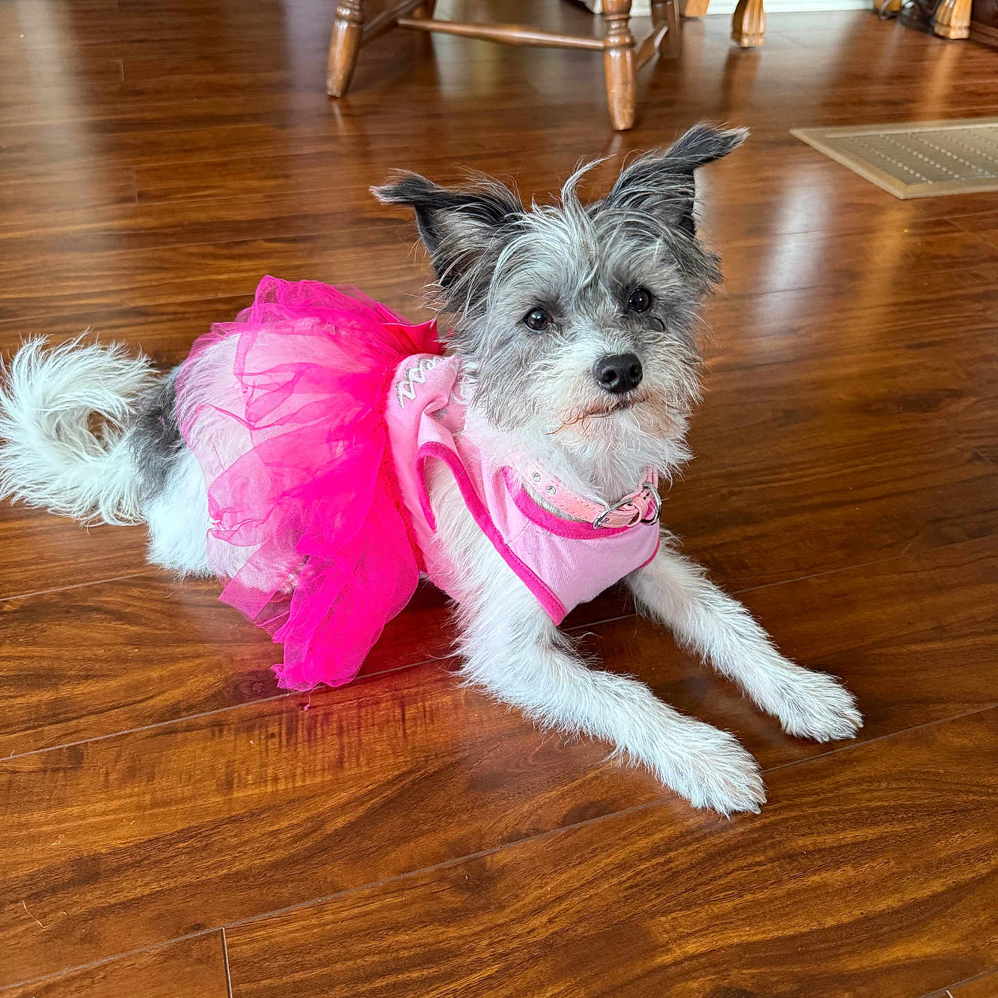 Daisey Mae joined the competition — help win amazing prizes! animal, attentive, chair, collar, cute, dog, ears, floor, fluffy, fur, furniture, home, indoor, laying_down, pet, pink, playful, small_dog, tutu, wooden_floor