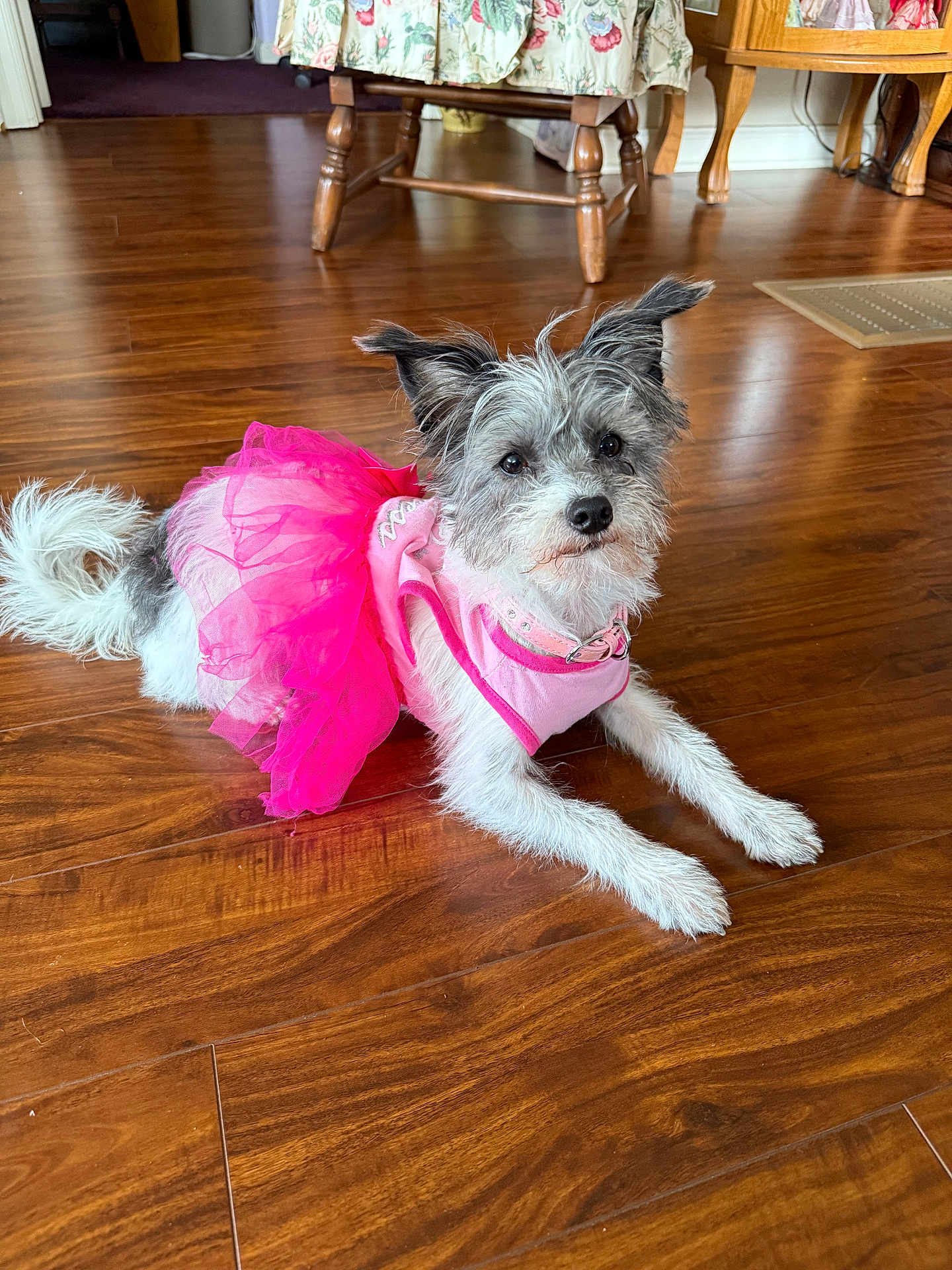 Daisey Mae joined the competition — help win amazing prizes! dog, pet, indoor, tutu, pink, fur, floor, wooden_floor, collar, ears, attentive, animal, cute, small_dog, laying_down, furniture, chair, home, fluffy, playful
