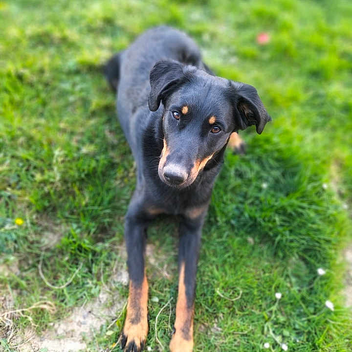 Vanille a rejoint le concours — aidez-le/la à gagner de superbes lots ! accessories, animal, appenzeller, ball, canine, dog, grass, hound, labradorretriever, nature, outdoors, pet, plant, policedog, puppy, snout, sport, strap, tennis, tennisball