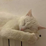 Flocon participe au concours pour gagner de l'argent avec cette photo : cat, white_cat, sleeping, radiator, cozy, pet, fur, indoor, close_up, relaxing, animal, paw, face, napping, warm, cute, domestic_cat, resting, comfort, quiet