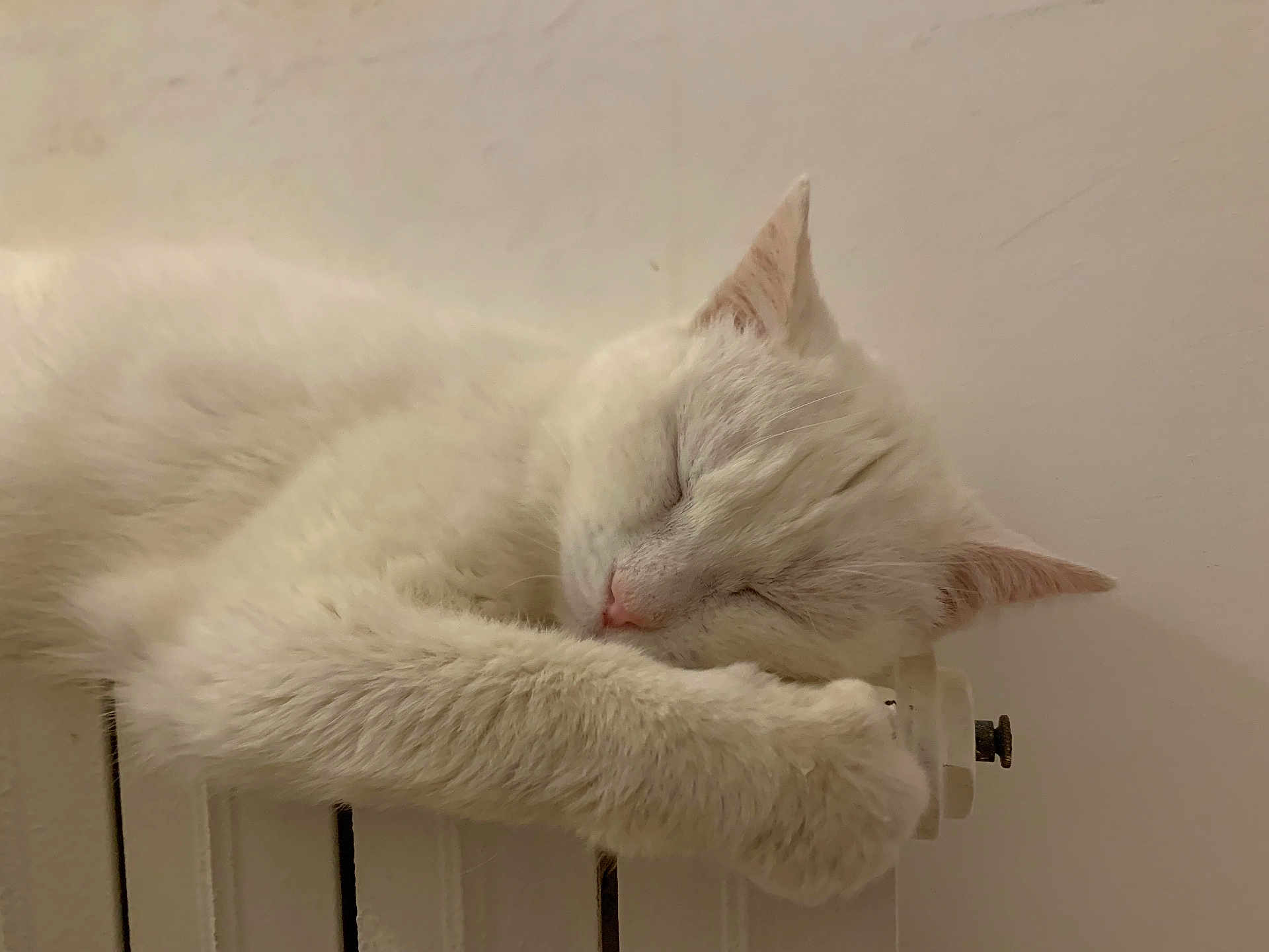 Flocon participe au concours pour gagner de l'argent avec cette photo : cat, white_cat, sleeping, radiator, cozy, pet, fur, indoor, close_up, relaxing, animal, paw, face, napping, warm, cute, domestic_cat, resting, comfort, quiet