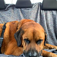 Dédé a rejoint le concours — aidez-le/la à gagner de superbes lots ! animal, backseat, blanket, brown_dog, canine, car_interior, closeup, comfort, dog, domestic_animal, fur, headrest, indoors, lying_down, pet, relaxed, resting, seat, sleepy, transport
