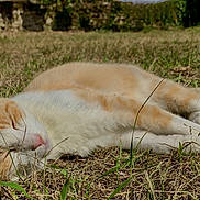 Châtaigne a rejoint le concours — aidez-le/la à gagner de superbes lots ! cat, sleeping, outdoor, grass, orange_cat, white_cat, pet, animal, nature, sunlight, relaxation, resting, feline, closeup, cute, peaceful, summer, daytime, mammal, fur