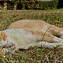 cat, sleeping, outdoor, grass, orange_cat, white_cat, pet, animal, nature, sunlight, relaxation, resting, feline, closeup, cute, peaceful, summer, daytime, mammal, fur