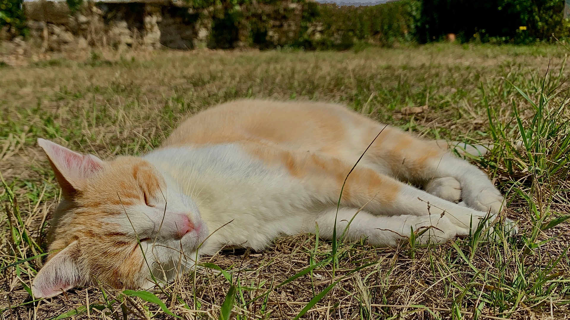 Châtaigne a rejoint le concours — aidez-le/la à gagner de superbes lots ! cat, sleeping, outdoor, grass, orange_cat, white_cat, pet, animal, nature, sunlight, relaxation, resting, feline, closeup, cute, peaceful, summer, daytime, mammal, fur