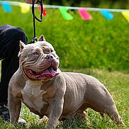 Cancún participe au concours pour gagner de l'argent avec cette photo : dog, pitbull, leash, grass, outdoor, person, paw, tongue, happy, pet, canine, animal, daylight, field, festive, nature, colorful_flags, fur, muzzle, ears