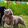 dog, pitbull, leash, grass, outdoor, person, paw, tongue, happy, pet, canine, animal, daylight, field, festive, nature, colorful_flags, fur, muzzle, ears