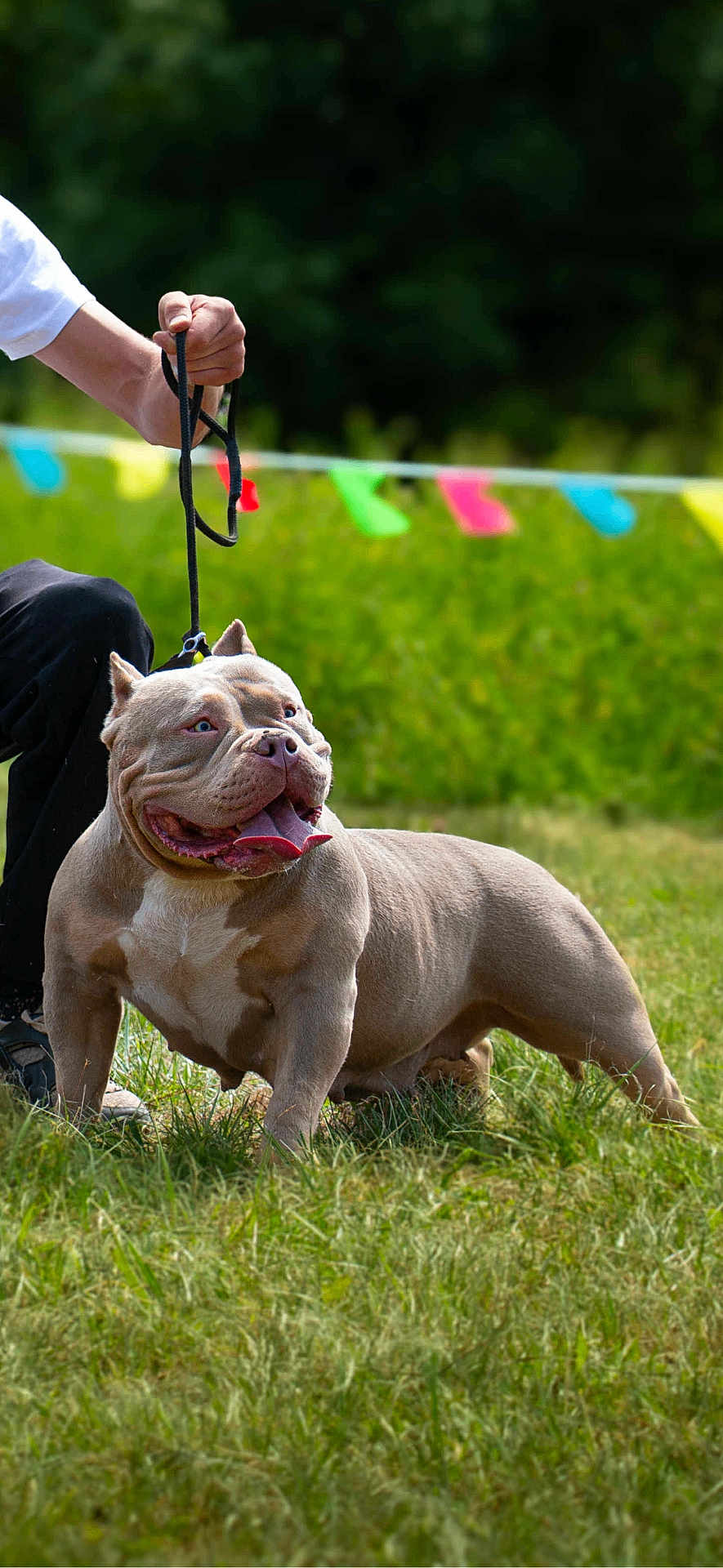 Cancún participe au concours pour gagner de l'argent avec cette photo : dog, pitbull, leash, grass, outdoor, person, paw, tongue, happy, pet, canine, animal, daylight, field, festive, nature, colorful_flags, fur, muzzle, ears