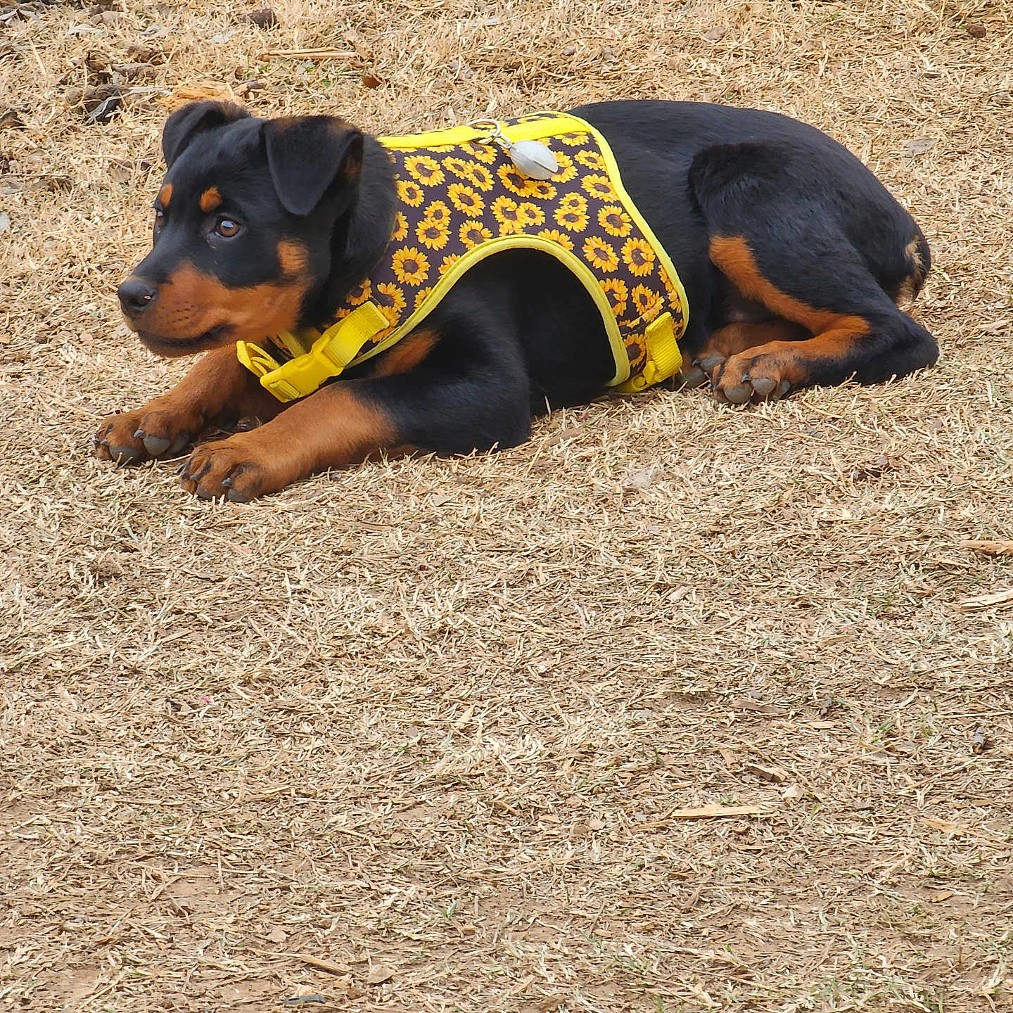 Ruby is registered to the contest to win money with this photo: accessories, alloywheel, animal, canine, car, carwheel, dog, grass, hound, machine, pet, plant, puppy, soil, spoke, strap, tire, transportation, vehicle, wheel