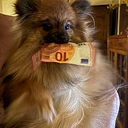 Vaïna a rejoint le concours — aidez-le/la à gagner de superbes lots ! animal, bill, currency, cute, dog, euro, expression, face, fluffy, fur, furniture, holding, home, indoor, lighting, money, mouth, pet, pom, pomeranian