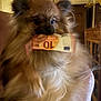 animal, bill, currency, cute, dog, euro, expression, face, fluffy, fur, furniture, holding, home, indoor, lighting, money, mouth, pet, pom, pomeranian