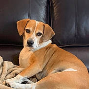 Max joined the competition — help win amazing prizes! animal, blanket, brown_eyes, canine, comfortable, dog, domestic, ears, fur, indoor, laying, leather_couch, looking, pet, relaxed, resting, snout, tail, tan, white