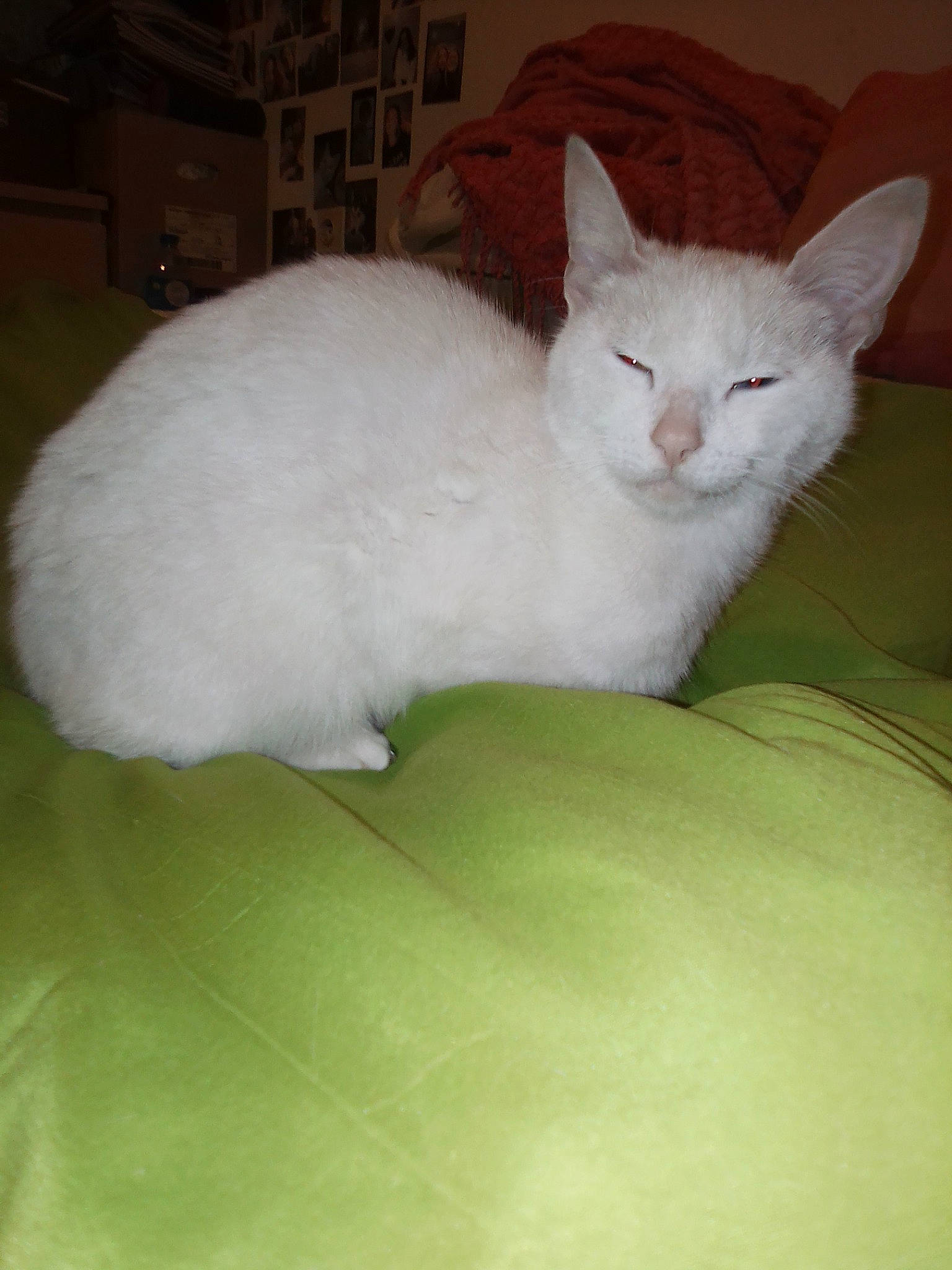 Crapouille participe au concours pour gagner de l'argent avec cette photo : burmilla, carnivore, cat, fawn, felidae, khao_manee, kitten, mammal, ragdoll, small_to_medium_sized_cats, tail, turkish_angora, turkish_van, vertebrate, whiskers