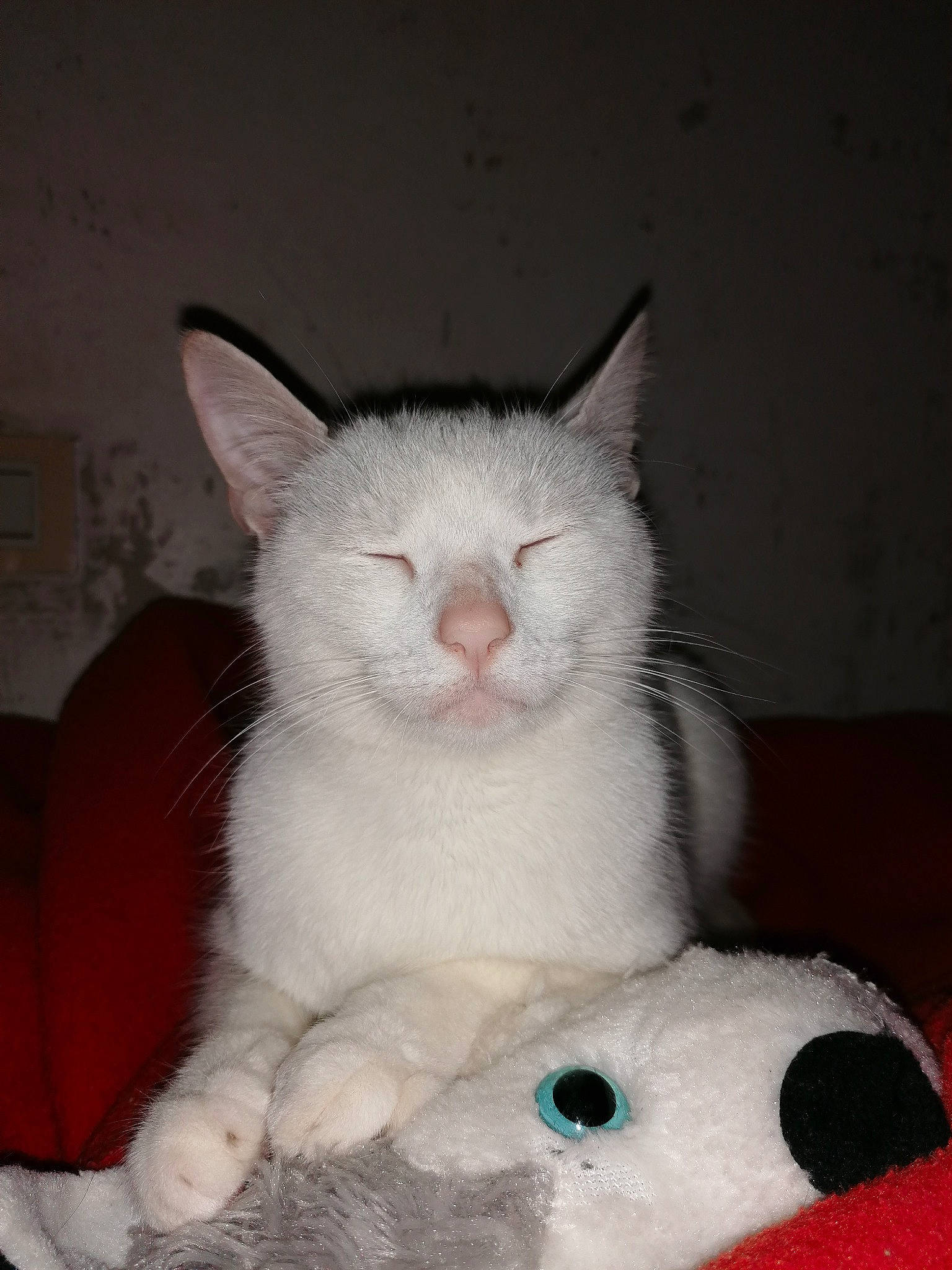 Crapouille participe au concours pour gagner de l'argent avec cette photo : aegean_cat, american_wirehair, carnivore, cat, domestic_short_haired_cat, eye, felidae, khao_manee, kitten, mammal, small_to_medium_sized_cats, turkish_angora, turkish_van, vertebrate, whiskers