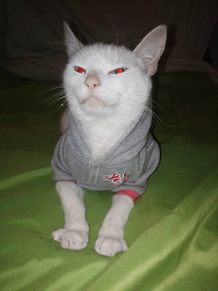 Crapouille participe au concours pour gagner de l'argent avec cette photo : carnivore, cat, domestic_short_haired_cat, felidae, kitten, mammal, small_to_medium_sized_cats, tail, turkish_angora, turkish_van, vertebrate, whiskers