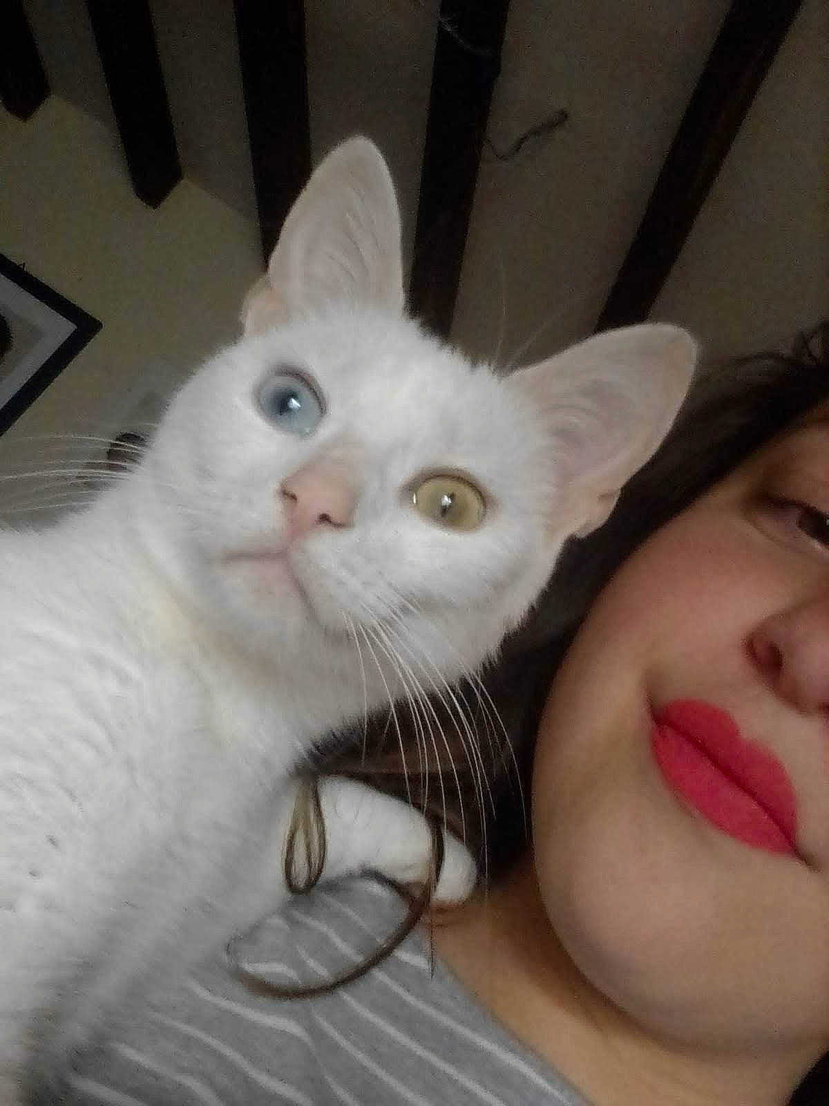 Crapouille participe au concours pour gagner de l'argent avec cette photo : asian, burmilla, carnivore, cat, colorpoint_shorthair, ear, eye, eyebrow, face, felidae, head, khao_manee, mammal, nose, skin, small_to_medium_sized_cats, turkish_angora, turkish_van, whiskers, white