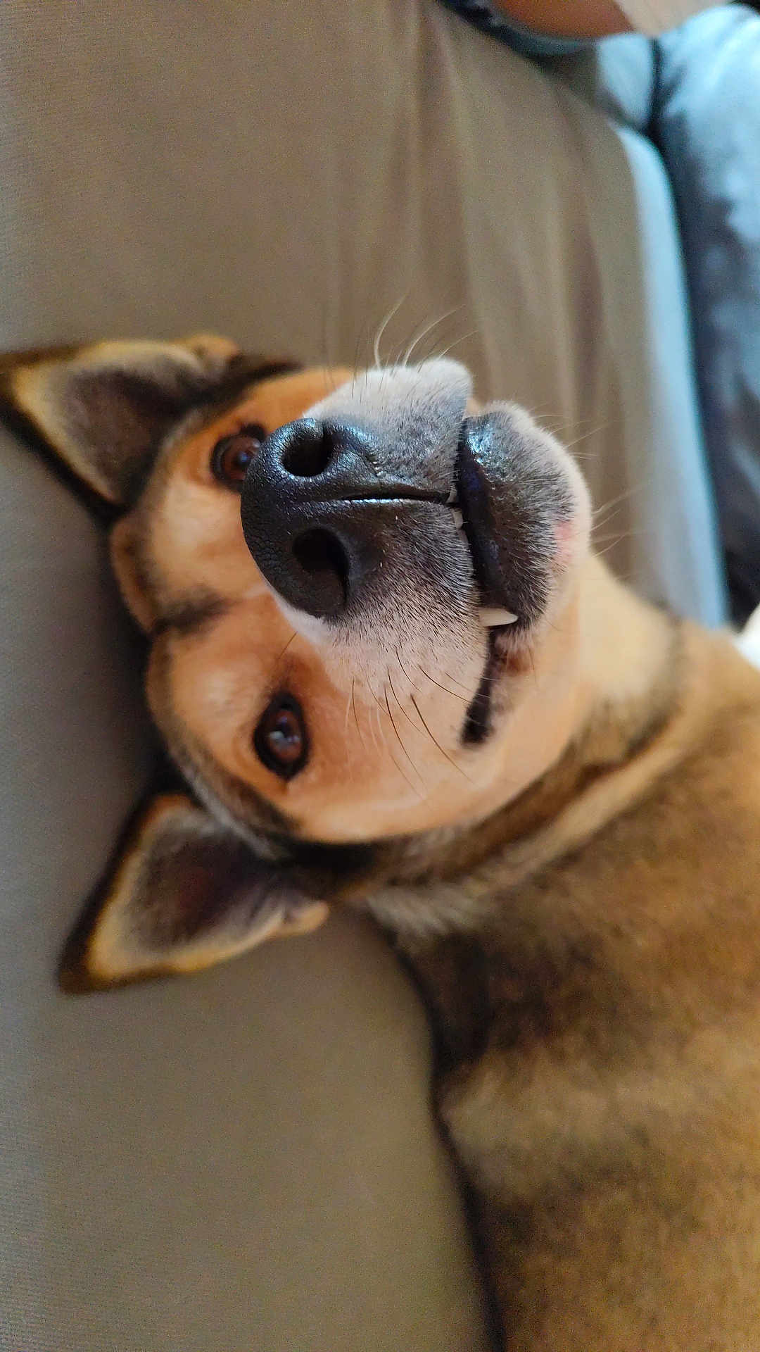 Nala