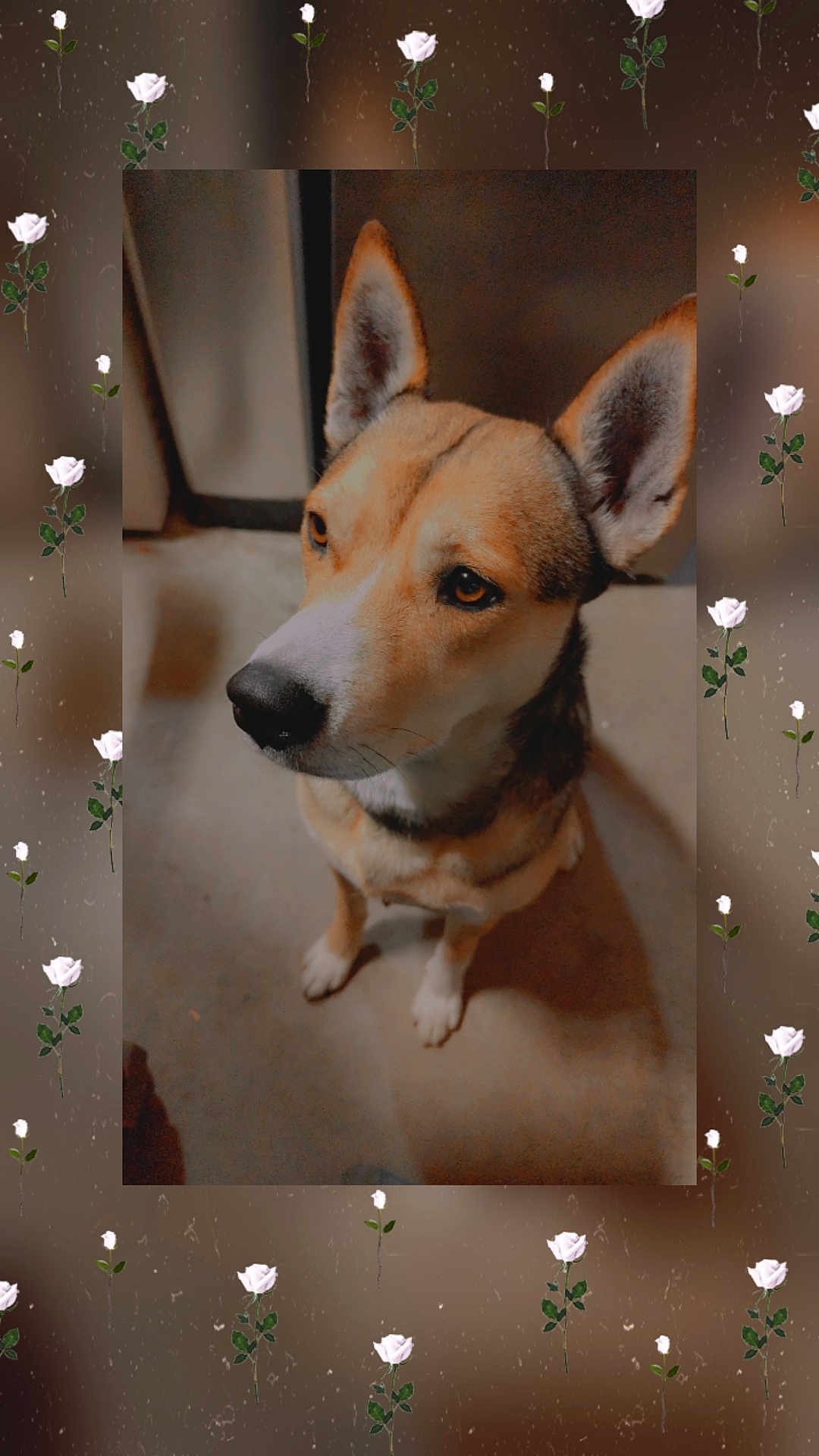 Nala