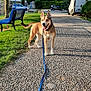Nala a rejoint le concours — aidez-le/la à gagner de superbes lots ! animal, bench, bridge, building, car, daytime, dog, grass, gravel_path, happy, leash, outdoor, park, pet, shadow, sidewalk, sunlight, tongue_out, tree, van