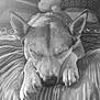 dog, sleeping, bed, paws, plush_toy, groot, indoor, cozy, resting, patterned_bedspread, cute, calm, relaxed, animal, pet, fur, ears, snout, napping, soft_light