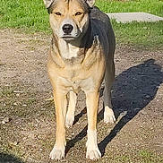 Nala participe au concours pour gagner de l'argent avec cette photo : alert, animal, brown, canine, daylight, dog, earth, fence, garden, grass, mammal, nature, outdoor, pet, plant, shadow, shrub, standing, sunlight, white