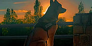 Nala a rejoint le concours — aidez-le/la à gagner de superbes lots ! dog, sunset, silhouette, outdoor, nature, trees, stone_wall, gravel, leash, harness, sky, peaceful, animal, canine, evening, shadow, quiet, scenic, calm, park