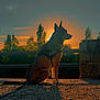 dog, sunset, silhouette, outdoor, nature, trees, stone_wall, gravel, leash, harness, sky, peaceful, animal, canine, evening, shadow, quiet, scenic, calm, park