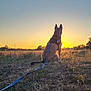 dog, sunset, field, grass, leash, sky, nature, outdoor, animal, canine, silhouette, peaceful, evening, sun, horizon, quiet, watching, back_view, tranquil, landscape