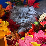 Tucker joined the competition — help win amazing prizes! kitten, gray_cat, autumn_leaves, colorful, fall, cute, fluffy, pet, animal, nature, orange, red, yellow, green, leaf, portrait, close_up, indoor, soft, furry