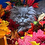 kitten, gray_cat, autumn_leaves, colorful, fall, cute, fluffy, pet, animal, nature, orange, red, yellow, green, leaf, portrait, close_up, indoor, soft, furry
