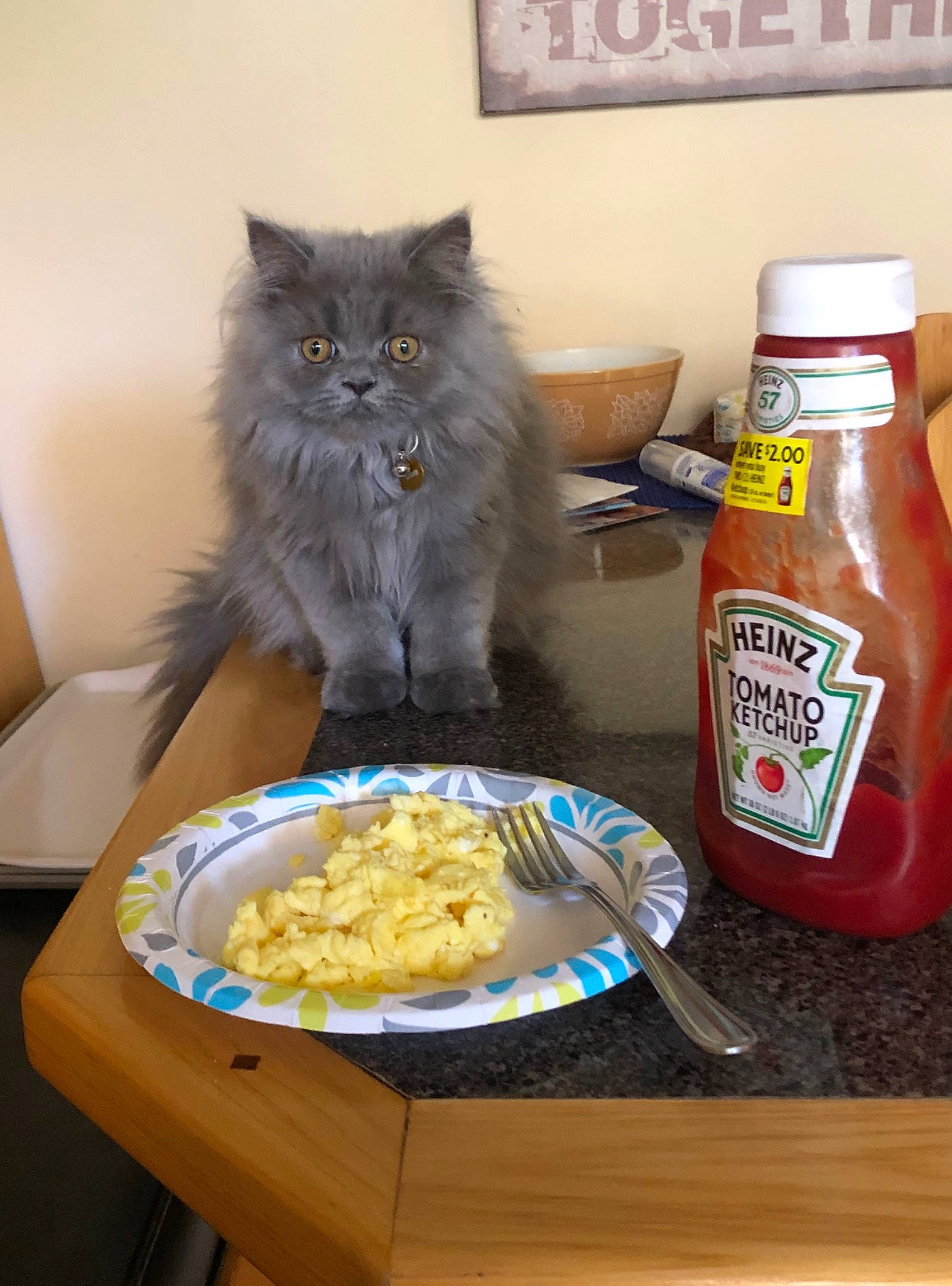 Xander is registered to the contest to win money with this photo: breakfast, breakfast_cereal, carnivore, cat, cuisine, dish, felidae, food, ingredient, junk_food, meal, small_to_medium_sized_cats, vegetarian_food