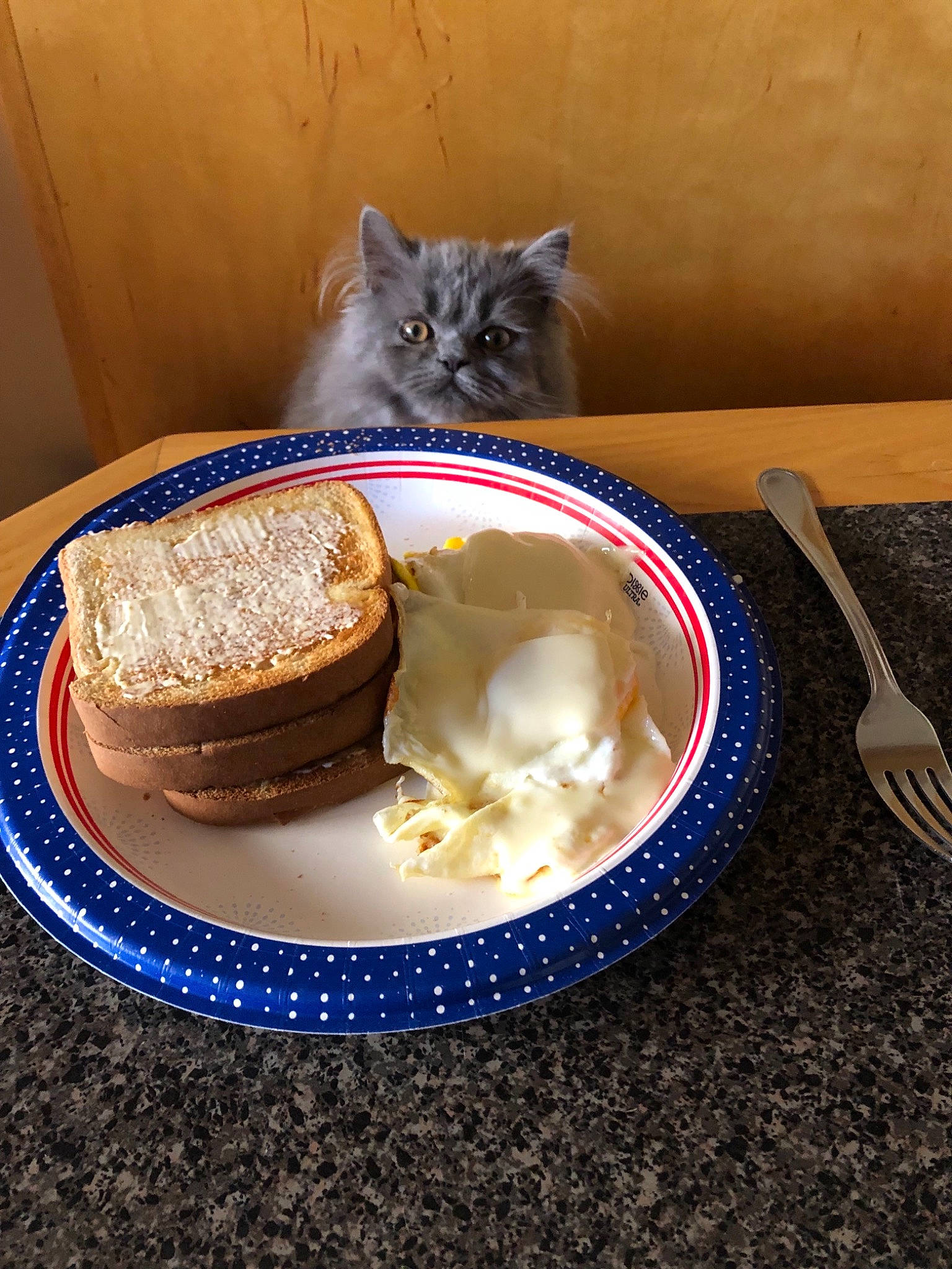 Xander joined the competition — help win amazing prizes! baked_goods, carnivore, cat, cuisine, dessert, dish, felidae, food, ingredient, small_to_medium_sized_cats, tableware, whiskers