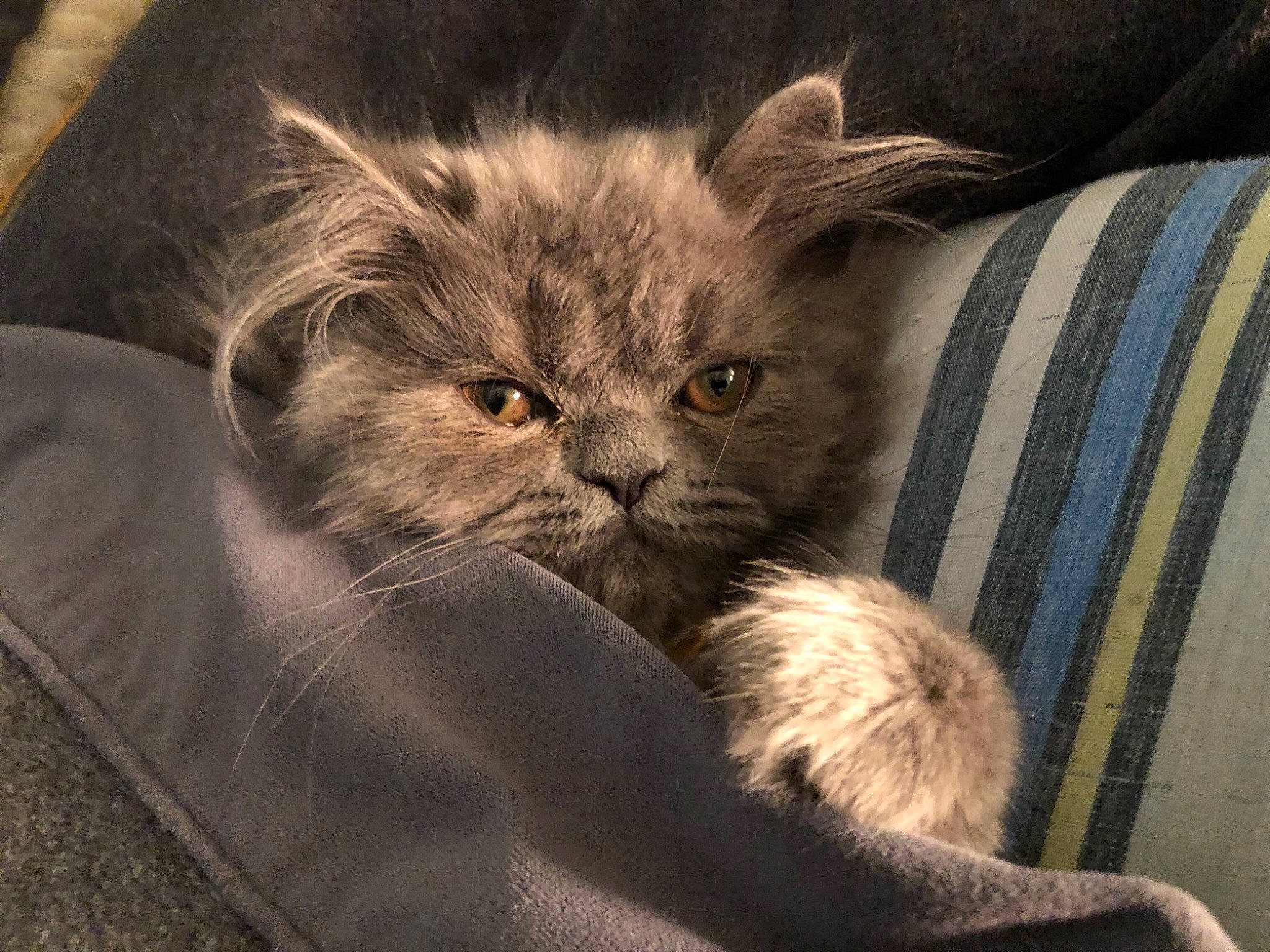 Xander joined the competition — help win amazing prizes! asian, asian_semi_longhair, british_longhair, british_semi_longhair, carnivore, cat, domestic_long_haired_cat, felidae, fur, kitten, mammal, nebelung, norwegian_forest_cat, persian, ragamuffin, siberian, small_to_medium_sized_cats, snout, vertebrate, whiskers