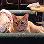 Dandy is registered to the contest to win money with this photo: animal, armchair, cat, collar, cozy, curious, domestic_cat, furniture, ginger_cat, home, indoor, living_room, looking, orange_fur, pet, quilt, relaxed, resting, table, wooden_table