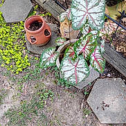 Dandy joined the competition — help win amazing prizes! cat, curious, dirt, flower_pot, garden, grass, greenery, ground, leaves, nature, orange_cat, outdoor, pet, plant, potted_plant, purple_collar, shadows, stepping_stones, sunlight, wooden_plank