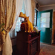 Dandy is registered to the contest to win money with this photo: cat, orange_cat, furniture, cabinet, curtains, window, door, lamp, plant, rug, indoor, home, decor, wood, light, natural_light, cozy, pet, domestic_animal, living_room