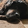 dog, close_up, resting, fur, brown, texture, indoors, light, shadow, sleepy, head, animal, pet, cozy, floor, carpet, relaxing, muzzle, portrait, calm