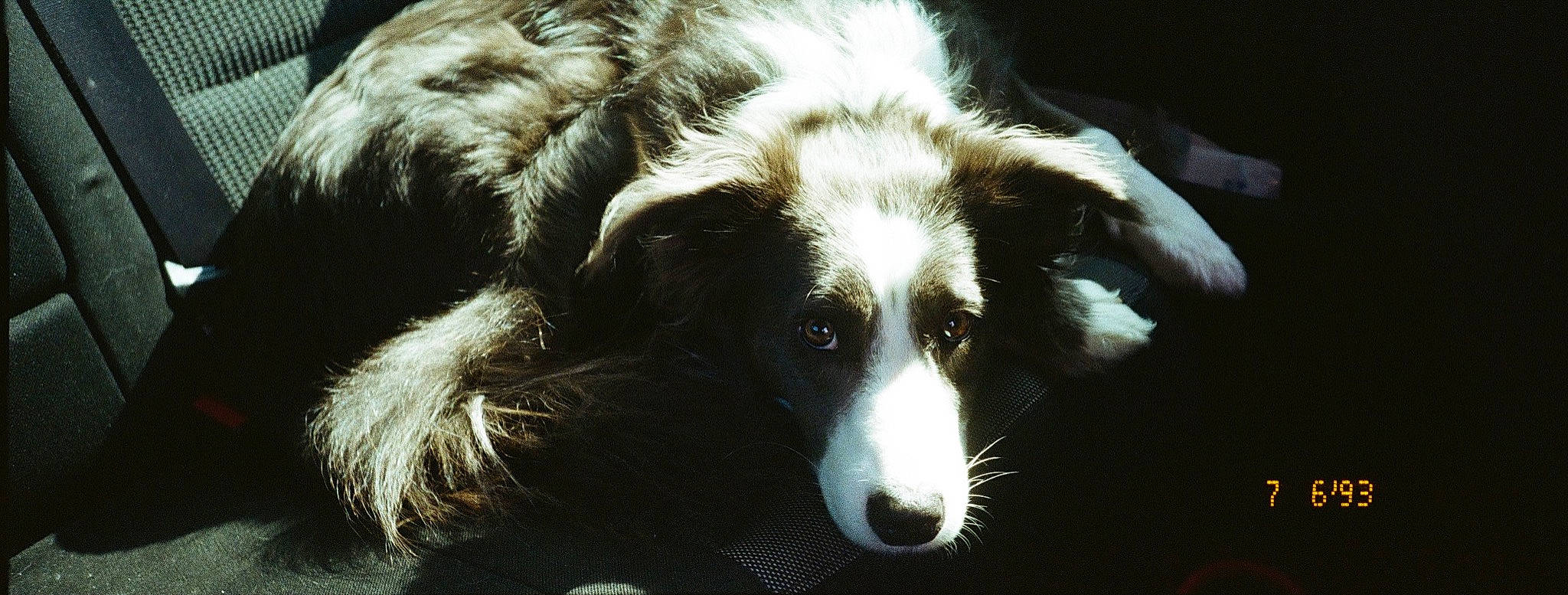 Caly a rejoint le concours — aidez-le/la à gagner de superbes lots ! border_collie, bored, canidae, carnivore, close_up, companion_dog, dog, dog_breed, fur, herding_dog, snout, sporting_group, terrestrial_animal, whiskers, working_animal, working_dog