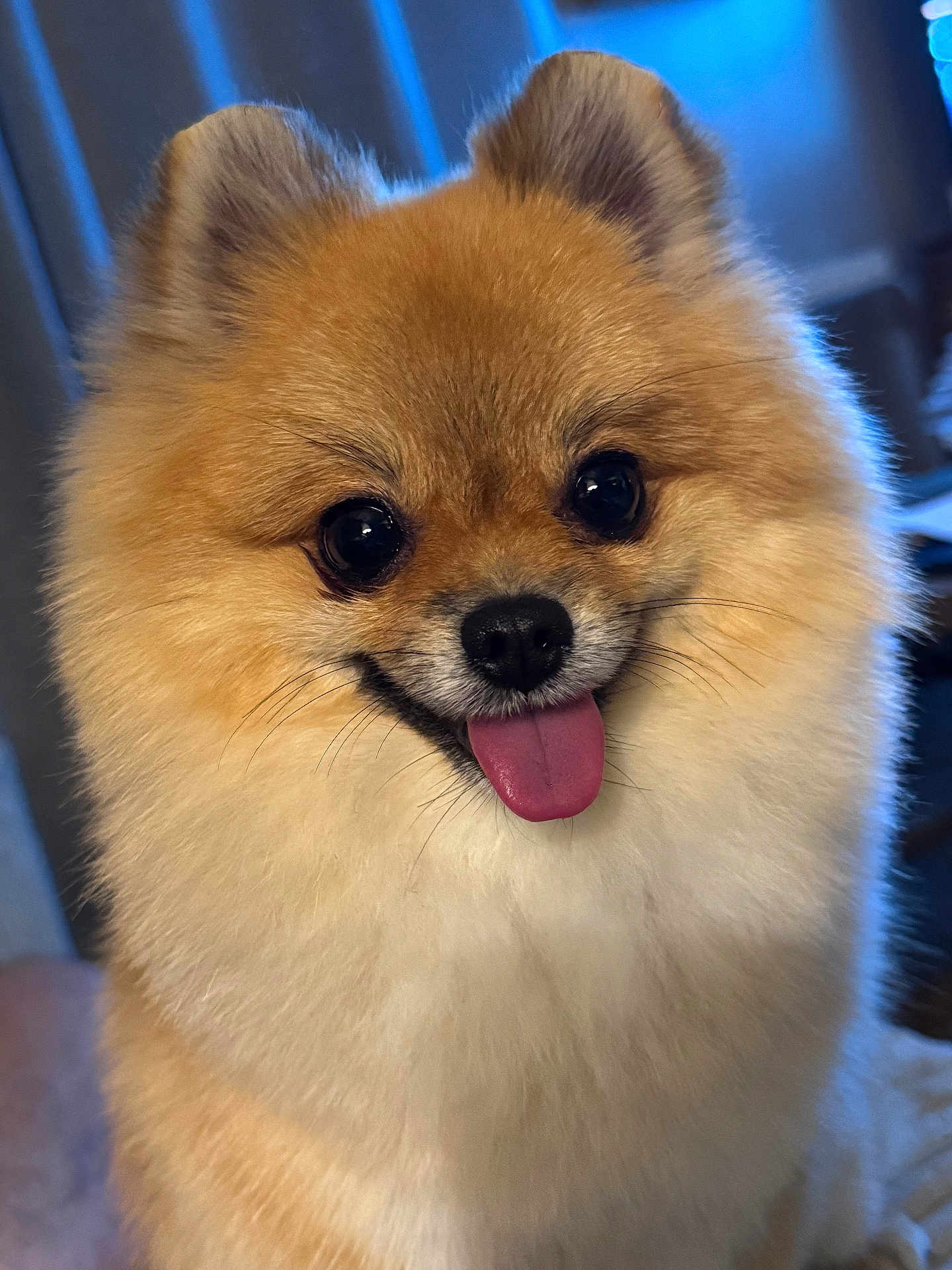 Milo a rejoint le concours — aidez-le/la à gagner de superbes lots ! dog, pomeranian, fluffy, tongue_out, cute, pet, animal, indoor, fur, small_dog, friendly, happy, close_up, portrait, face, ears, nose, whiskers, black_eyes, adorable