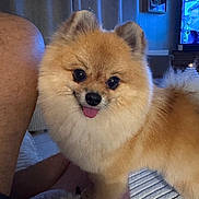 Milo participe au concours pour gagner de l'argent avec cette photo : dog, pomeranian, fluffy, pet, tongue_out, indoor, living_room, person_leg, curtains, television, cozy, furniture, carpet, cute, animal, domestic, companion, small_dog, brown_fur, happy