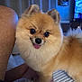 dog, pomeranian, fluffy, pet, tongue_out, indoor, living_room, person_leg, curtains, television, cozy, furniture, carpet, cute, animal, domestic, companion, small_dog, brown_fur, happy
