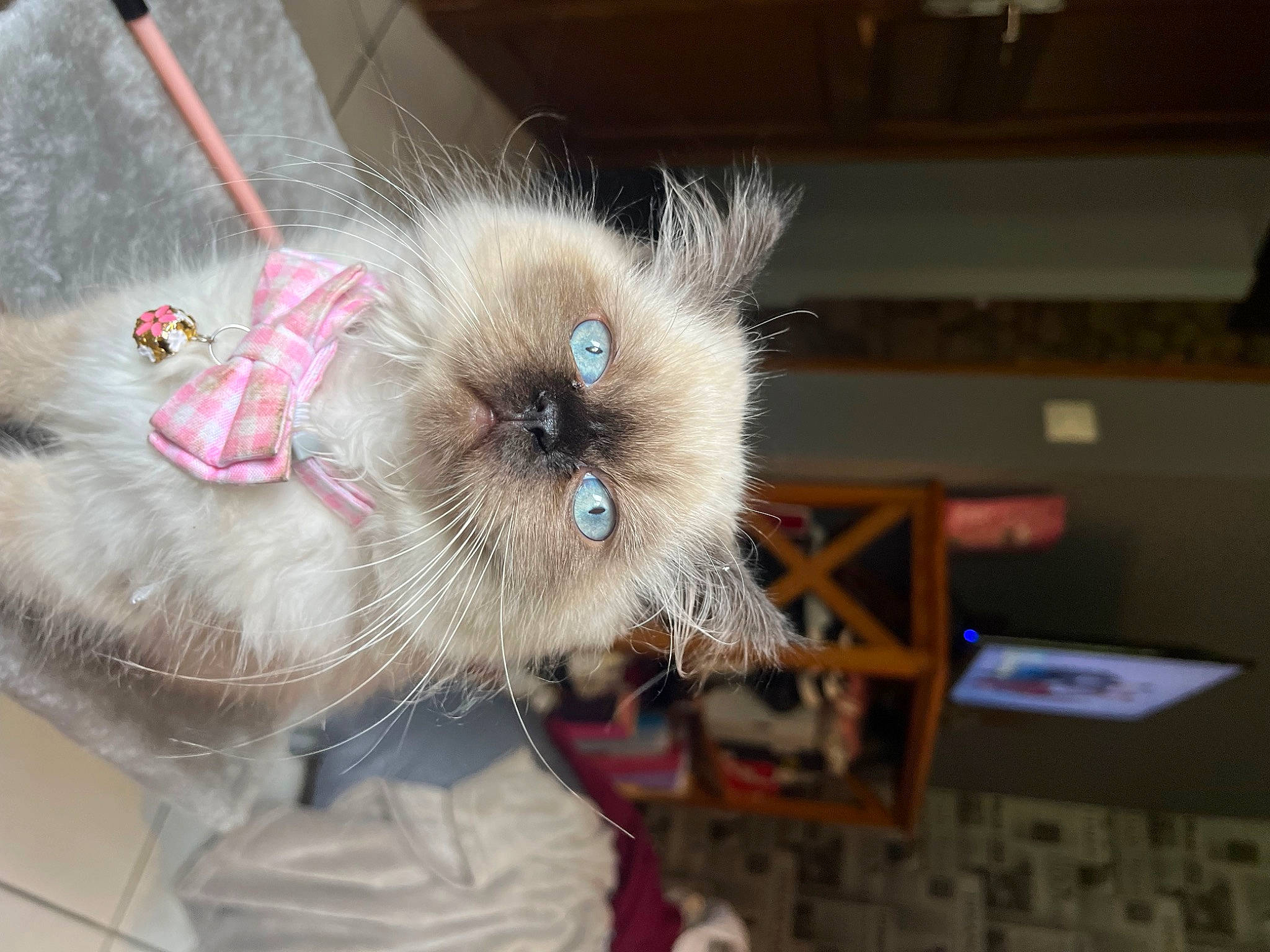 Duchesse participe au concours pour gagner de l'argent avec cette photo : canidae, carnivore, cat, cat_supply, claw, collar, companion_dog, dog_breed, felidae, fur, paw, small_to_medium_sized_cats, thai, whiskers, working_animal