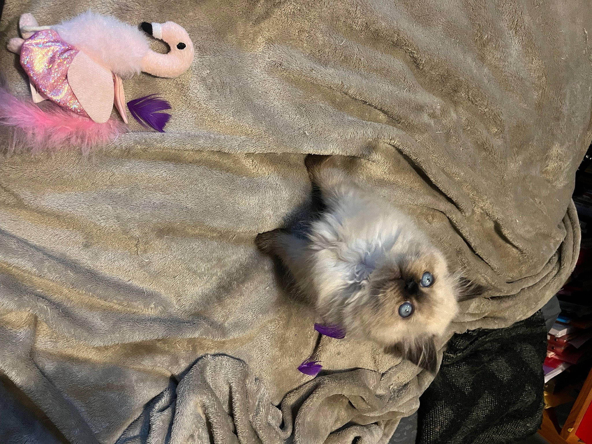 Duchesse participe au concours pour gagner de l'argent avec cette photo : carnivore, comfort, companion_dog, dog, dog_breed, fawn, felidae, fur, linens, mammal, nap, plush, small_to_medium_sized_cats, sporting_group, stuffed_toy, tail, terrier, toy, toy_dog, whiskers